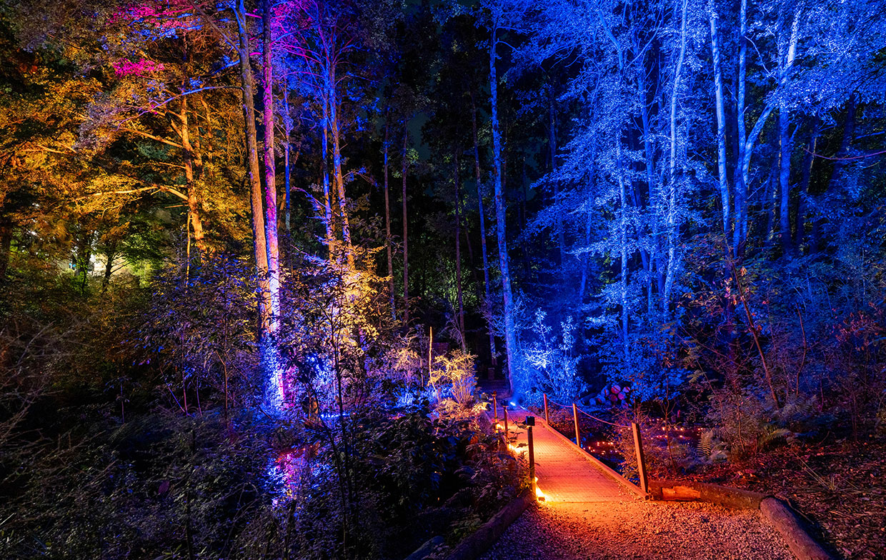 A Journey Through Light and Forest at LUMA Enchanted