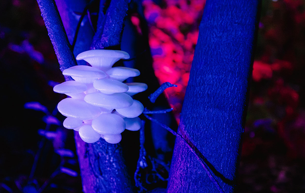 Illuminated Mushroom Sculpture Growing from Tree
